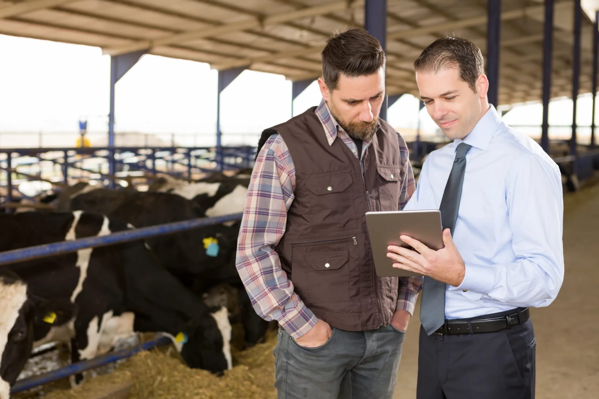 A consultant reviewing records on a tablet with a dairy farmer in the barn