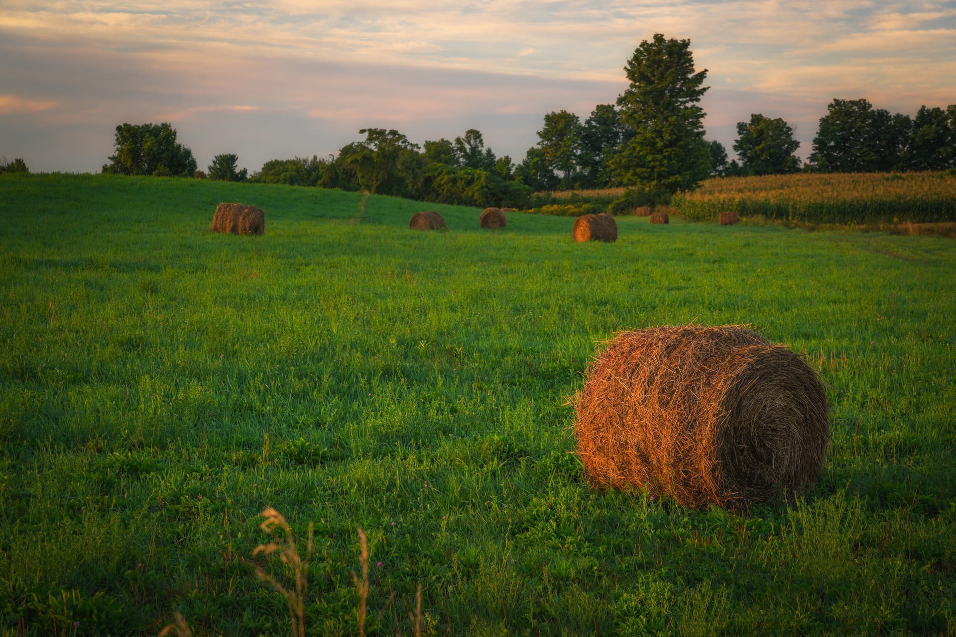Round hay bales in a green field at dusk